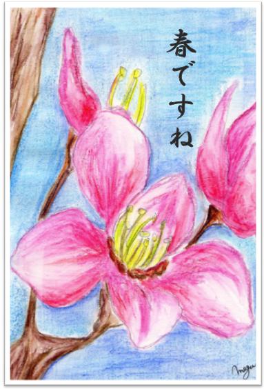 桜.jpg